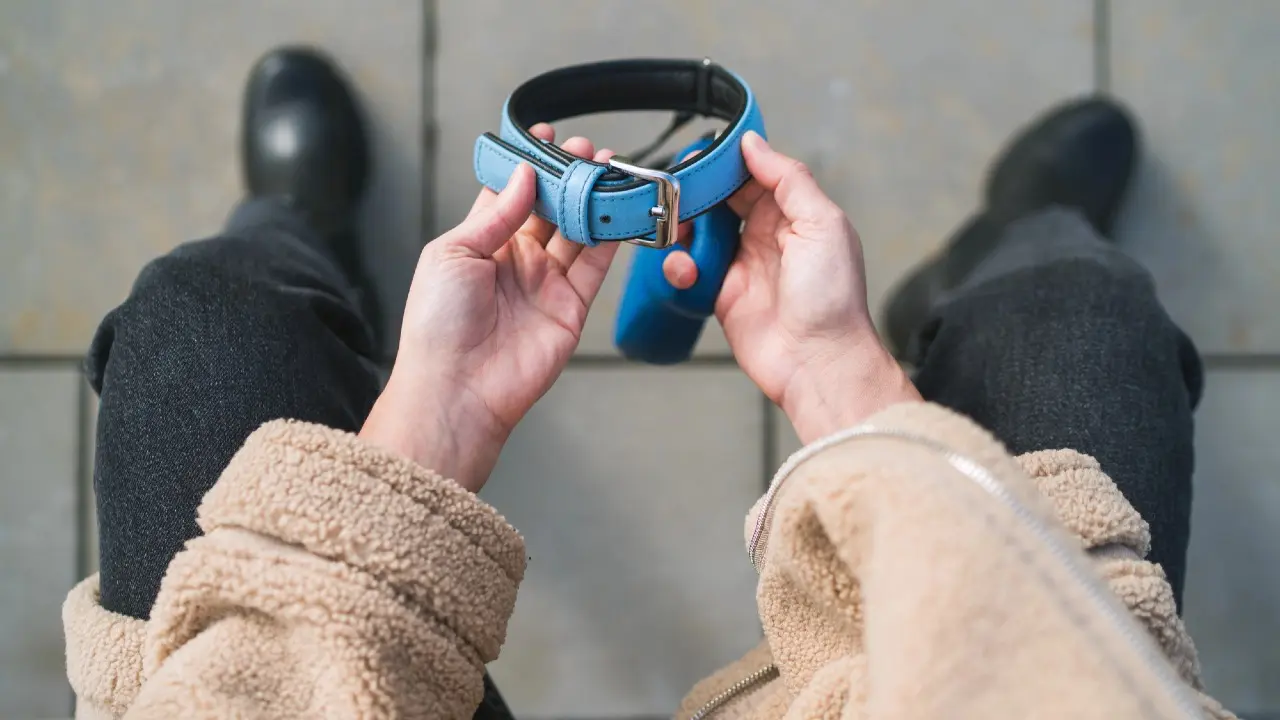 Сотрудник ветстанции застрелил собак породы тазы в Карагандинской области