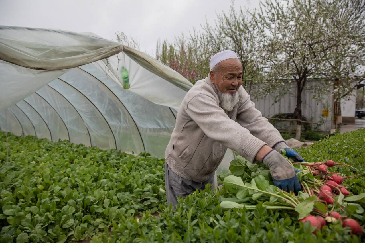 Выращивают редис, джусай, лук, картофель / Фото Алмаза Толеке 