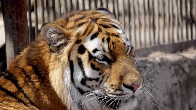 Қазақстан Ресейден Амур жолбарысын қашан әкеледі?