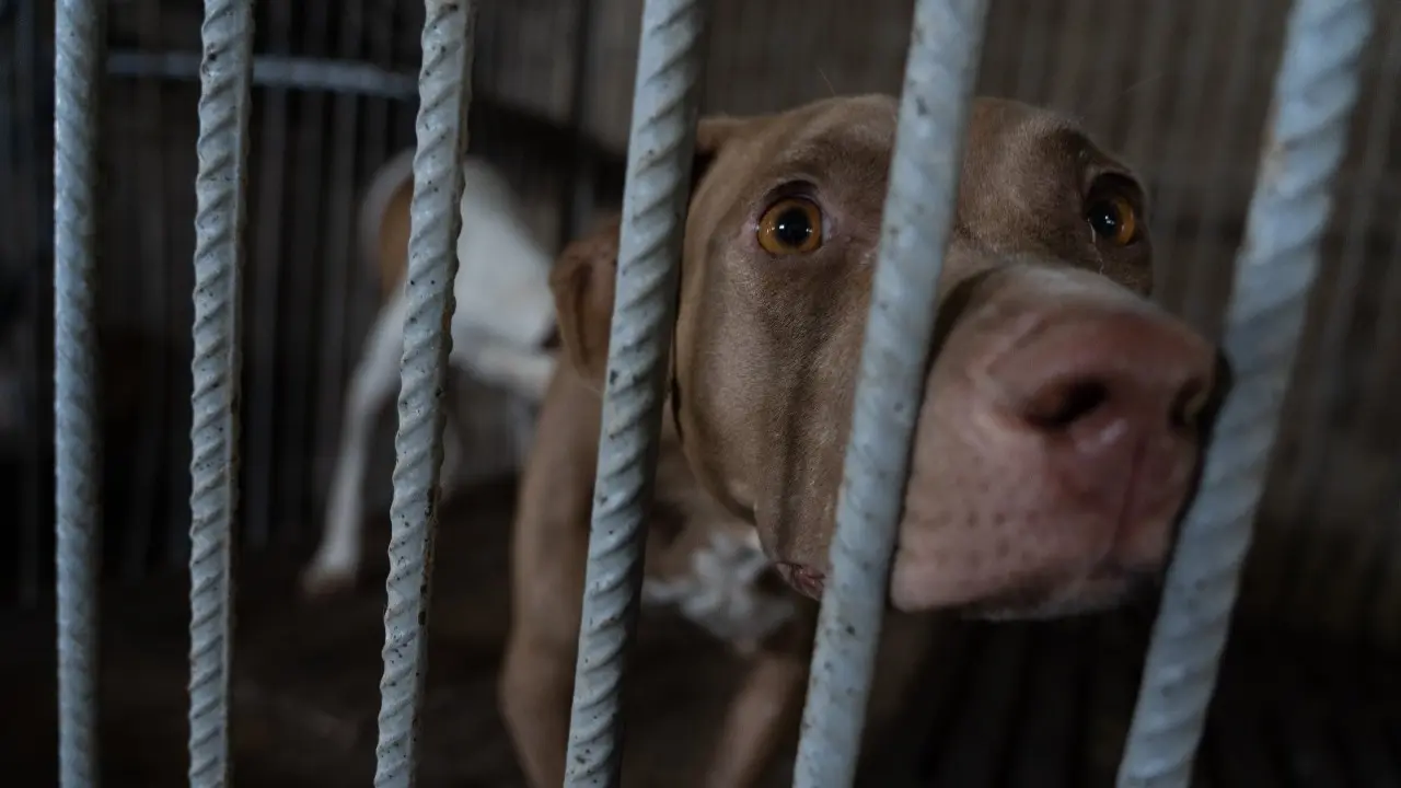 Бездомные животные остались без света и тепла после пожара в приюте Семея