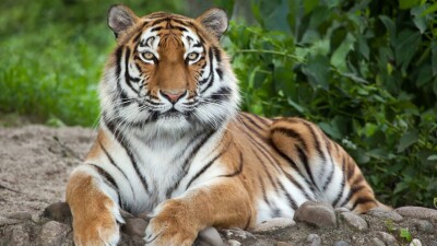 Приостановление сотрудничества WWF с Россией не повлияет на программу по возвращению тигра в Казахстан