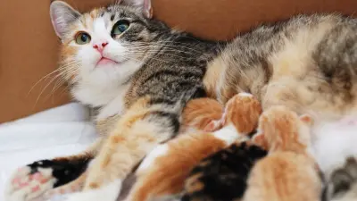 Кастрация питомцев нужна в большей степени животным, чем их хозяевам – ветеринары