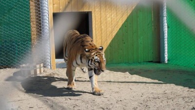 Тигров привезли в Казахстан из Европы для разведения