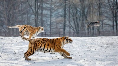 Россия передаст Казахстану тигров с Дальнего Востока для восстановления популяции
