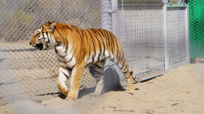 Вероятность рождения котят от амурских тигров, привезённых в Казахстан, составляет 60% – эксперт WWF