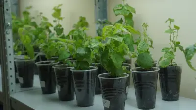 Как "зелёные террористы" угрожают биоразнообразию Казахстана и почему озеленение городов требует науки