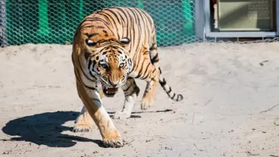 Есть контакт! Тигры, ввезённые в Казахстан менее года назад, проявляют интерес друг к другу