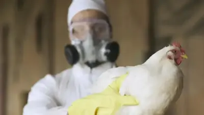 Учёные готовятся к тому, что следующей будет пандемия птичьего гриппа. Почему именно его?