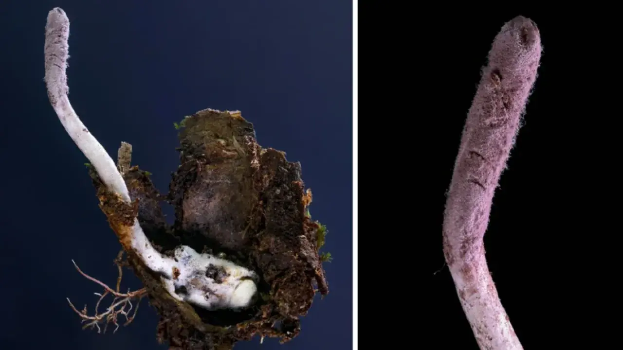 Фотоколлаж Joao Paulo Machado De Araujo