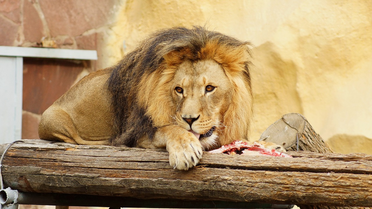 Городской зоопарк Алматы / Фото Depositphotos.com