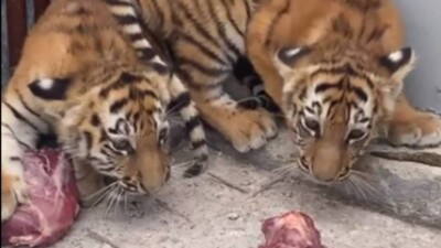 Два амурских тигрёнка из Караганды отправятся жить в зоопарк Еревана