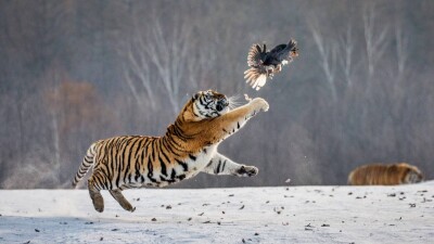 Двух амурских тигров планируют привезти в Казахстан из Нидерландов