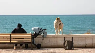 Казахстанцев пугают штрафами за кормление бездомных животных во дворах и парках