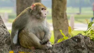 Заражённая вирусами лабораторная обезьяна сбежала после ДТП в США