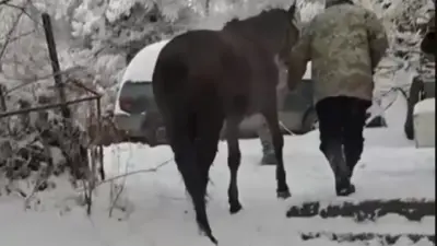 Спасатели МЧС вытащили лошадь из колодца в Талгаре