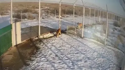 Туранские тигры Богдан и Кума адаптировались и готовы дать потомство в Иле-Балхашском резервате