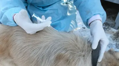 Собаки, косули и сова: скорая ветпомощь спасла более 200 животных в Алматы