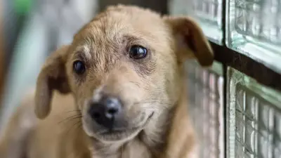 "Просто отстреливать смысла нет". Общественники подготовили меморандум о защите животных в Казахстане