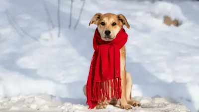 Потепление прогнозируют синоптики в Казахстане