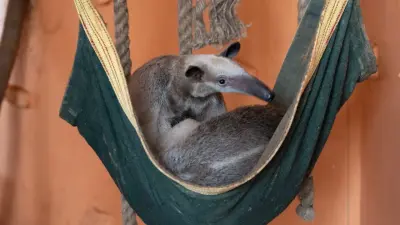 Тигрята, белая медведица Пурга, цирковая звезда Лола и другие истории обитателей алматинского зоопарка