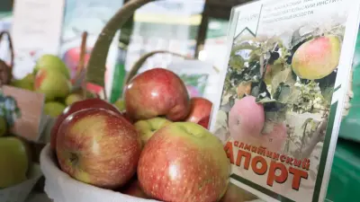 Алматинский апорт выращивать в промышленных масштабах невыгодно, но его всё же возрождают