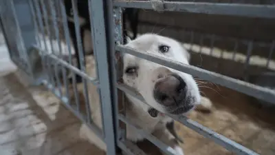 Бұралқы иттерге қандай жағдайда эвтаназия қолданылады