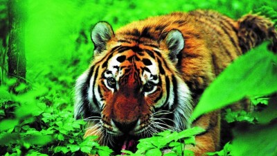 Казахстан подписал документ с WWF по возвращению тигров в нашу страну