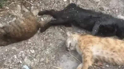 20 убитых кошек и собаку нашли во дворе Кызылорды. Полиция начала расследование