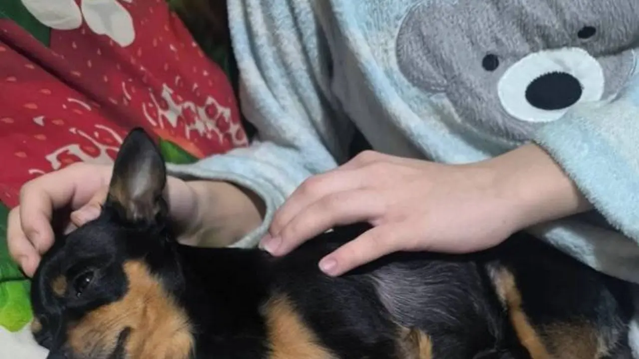 Фото с сайта pavon.kz предоставлено уполномоченной по правам ребёнка