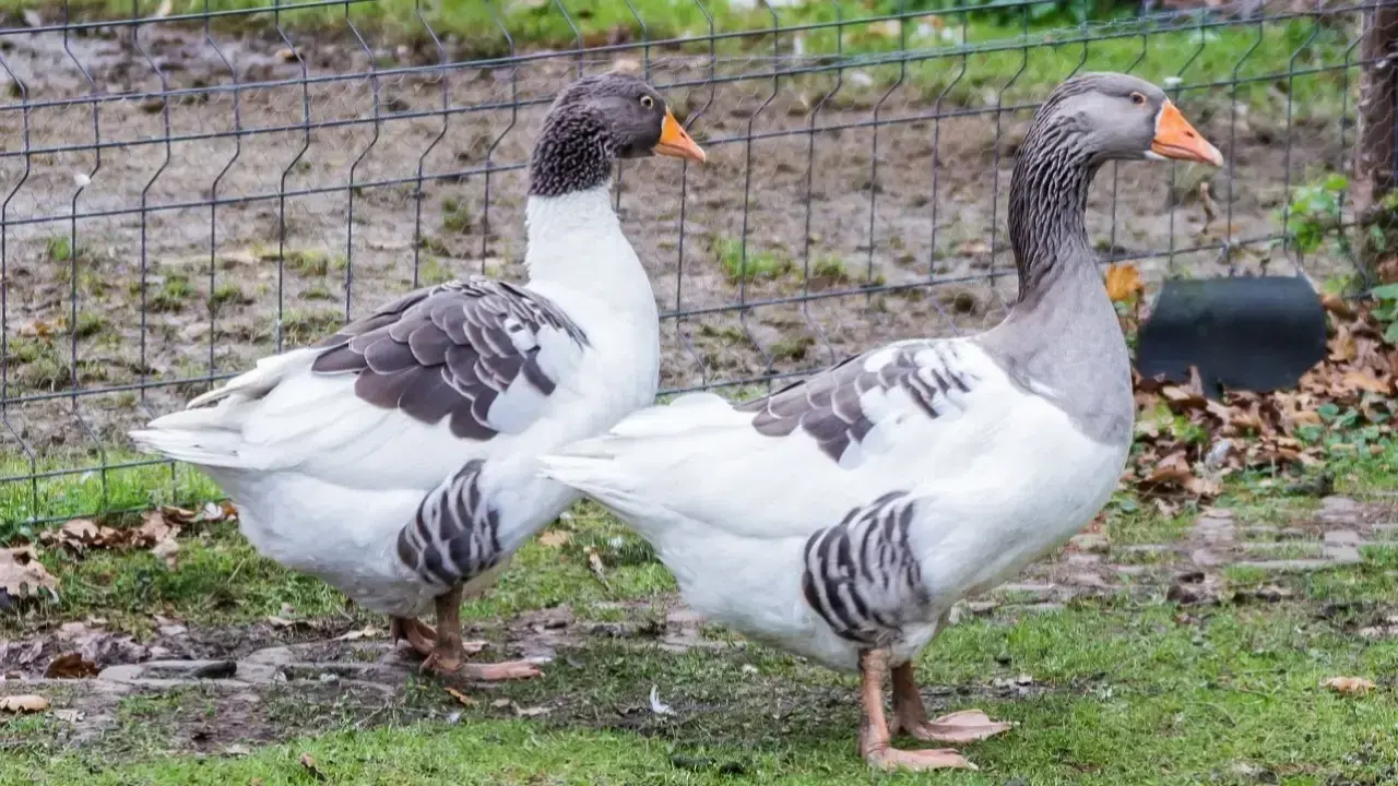 Фото Pixabay.com