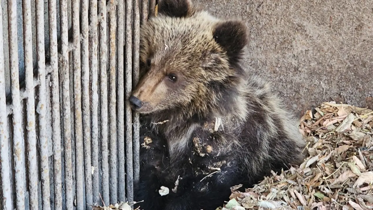 Фото Елены Бредихиной с сайта yk-news.kz
