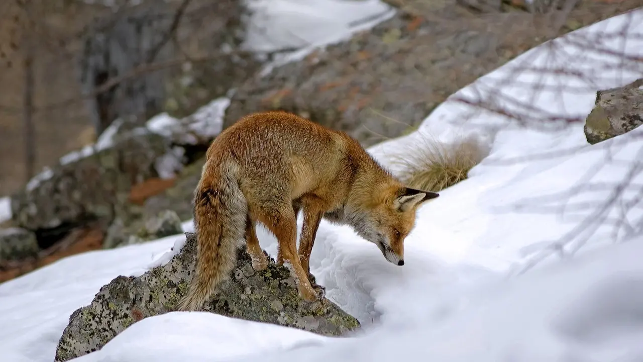 Фото Pixabay.com