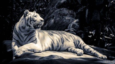 Как в Прибалхашье готовятся принимать первых туранских тигров. Репортаж из резервата