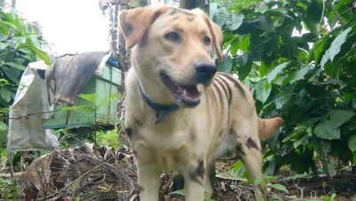 В Индии фермер перекрасил собаку в тигра, чтобы защитить урожай от обезьян