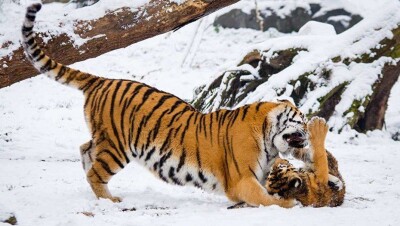 Каким диким кошкам в Казахстане грозит вымирание и почему туранский тигр будет не совсем туранским?