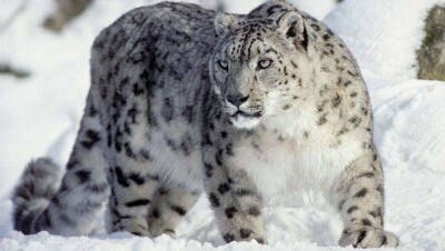 До 10 млн долларов потребуется на создание центра разведения снежных барсов в горах Алматы