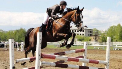 Конфискованные у Тулешова элитные скакуны будут выступать на соревнованиях