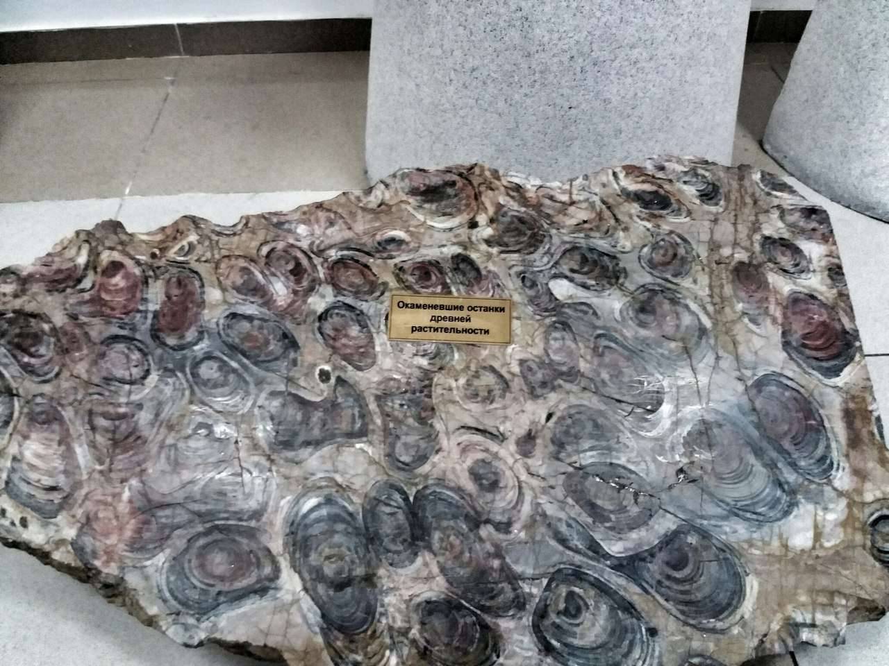 Миллиондаған жылдар бойы өсімдік шірінділерінен тастар қалыптасады