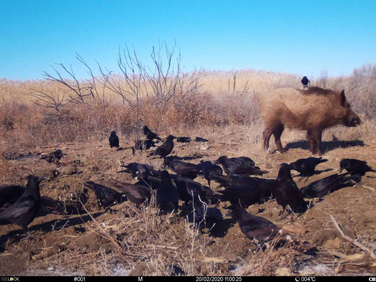 Снимки с фотоловушек показывают, что кабан, на самом деле, очень забавное животное 